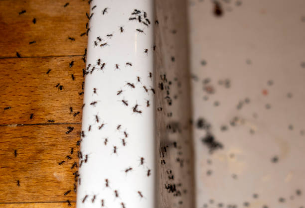 Best Termite Control Services  in Boardman, OR